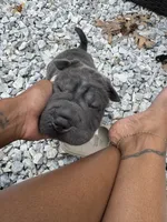 Black Panther, a male Chinese Shar-Pei for sale in Richmond, VA – 1 of 4