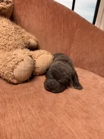 Black Panther, a male Chinese Shar-Pei for sale in Richmond, VA – 2 of 4