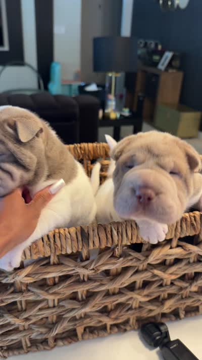 Black Panther, a male Chinese Shar-Pei for sale in Richmond, VA – 4 of 4