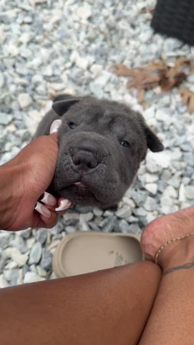 Black Panther, a male Chinese Shar-Pei for sale in Richmond, VA – 3 of 4