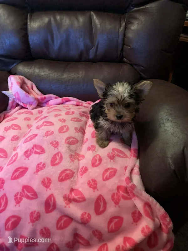 Princess, a female Yorkshire Terrier for sale in Tulsa, OK – Photo 1 of 1