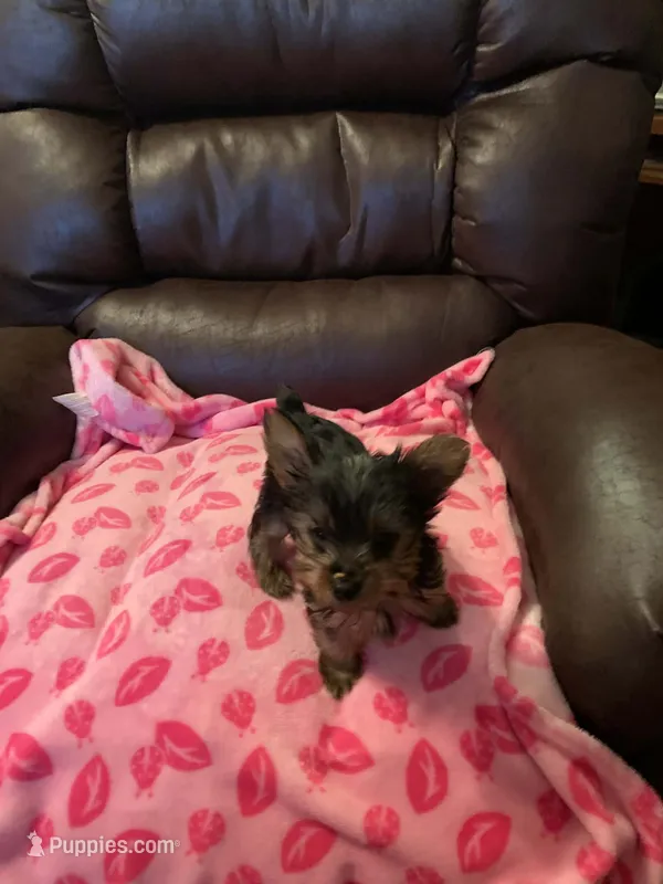 you name – Yorkshire Terrier puppy for sale in Tulsa, OK