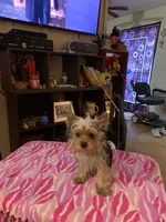 Princess Faith, a female Yorkshire Terrier for sale in Tulsa, OK – 3 of 4