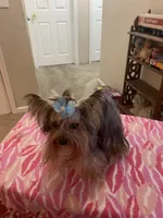 Queen., a female Yorkshire Terrier for sale in Tulsa, OK – Photo 2 of 2