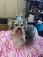 Queen., a female Yorkshire Terrier for sale in Tulsa, OK – Photo 1 of 2