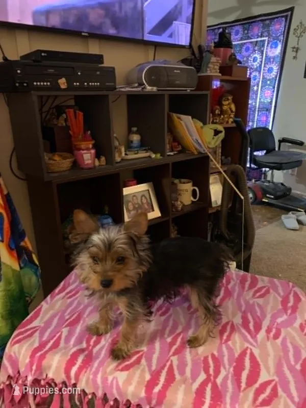Princess Love – Yorkshire Terrier puppy for sale in Tulsa, OK