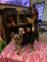 Princess Love, a female Yorkshire Terrier for sale in Tulsa, OK – 1 of 4