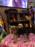 Princess Love, a female Yorkshire Terrier for sale in Tulsa, OK – 2 of 4