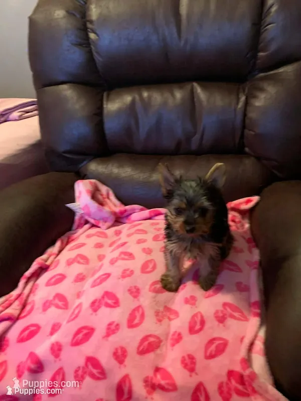 you name – Yorkshire Terrier puppy for sale in Tulsa, OK