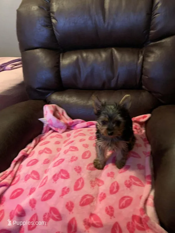 you name, a female Yorkshire Terrier for sale in Tulsa, OK – Photo 1 of 1