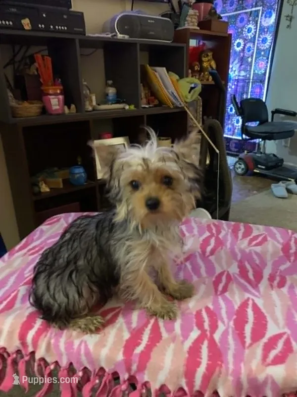 Princess Faith – Yorkshire Terrier puppy for sale in Tulsa, OK