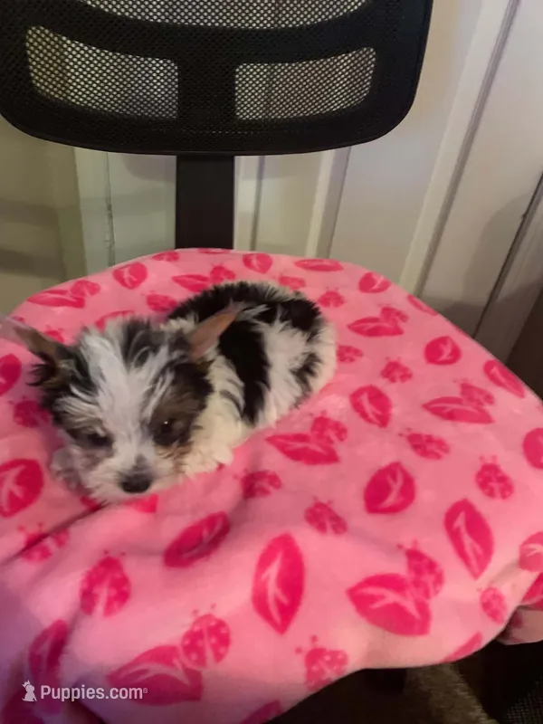 Little Lily – Yorkshire Terrier puppy for sale in Tulsa, OK