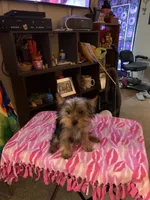 Princess Love, a female Yorkshire Terrier for sale in Tulsa, OK – 2 of 4