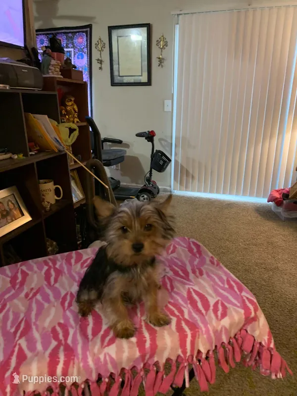 Princess Love – Yorkshire Terrier puppy for sale in Tulsa, OK