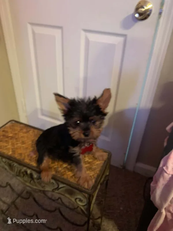Belle Star  – Yorkshire Terrier puppy for sale in Tulsa, OK