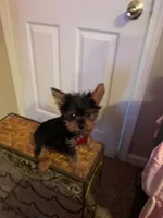 Belle Star , a female Yorkshire Terrier for sale in Tulsa, OK – 1 of 2