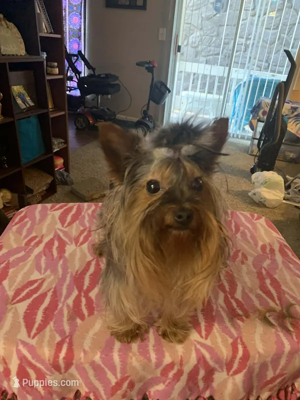 Princess Love – Yorkshire Terrier puppy for sale in Tulsa, OK
