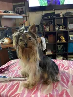 Princess Love, a female Yorkshire Terrier for sale in Tulsa, OK – Photo 6 of 6