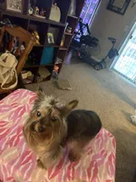 Princess Love, a female Yorkshire Terrier for sale in Tulsa, OK – Photo 2 of 6