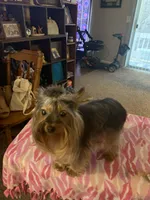 Princess Love, a female Yorkshire Terrier for sale in Tulsa, OK – Photo 3 of 6