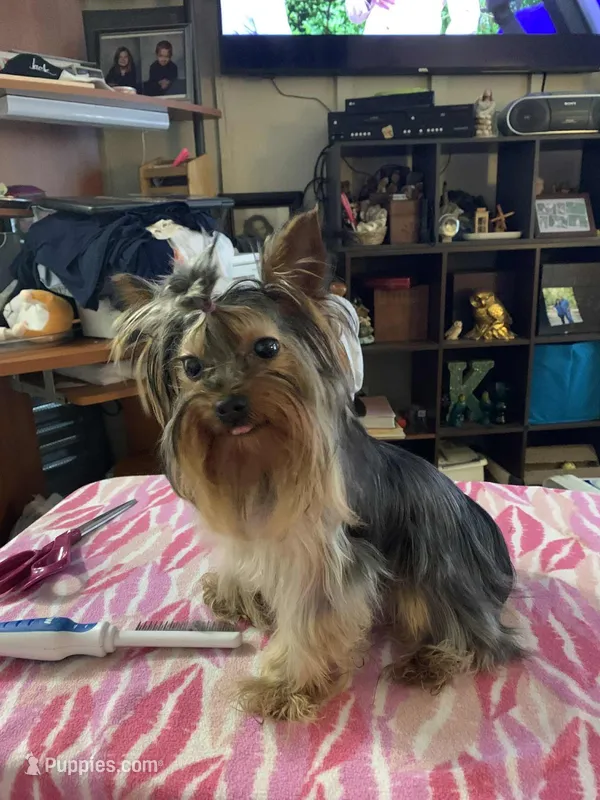 Princess  – Yorkshire Terrier puppy for sale in Tulsa, OK