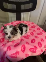 Little Lily, a female Yorkshire Terrier for sale in Tulsa, OK – 2 of 2