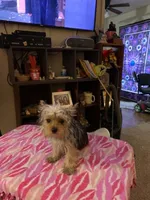Princess Faith, a female Yorkshire Terrier for sale in Tulsa, OK – 4 of 4