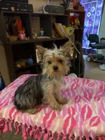 Princess Faith, a female Yorkshire Terrier for sale in Tulsa, OK – 2 of 4