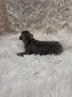 Aretha, a female Great Dane for sale in Colorado Springs, CO – 2 of 3