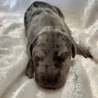 Sloan, a female Great Dane for sale in Colorado Springs, CO – 3 of 3