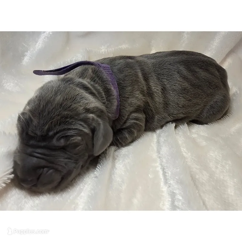 Maya – Great Dane puppy for sale in Colorado Springs, CO