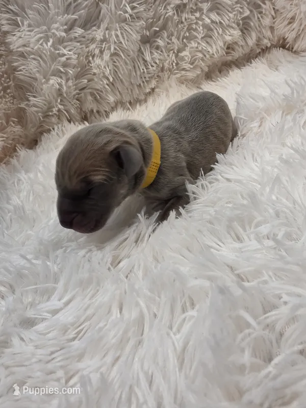 Gladys – Great Dane puppy for sale in Colorado Springs, CO