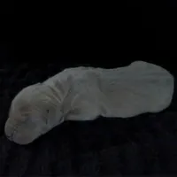 Rhea, a female Great Dane for sale in Colorado Springs, CO – Photo 3 of 4