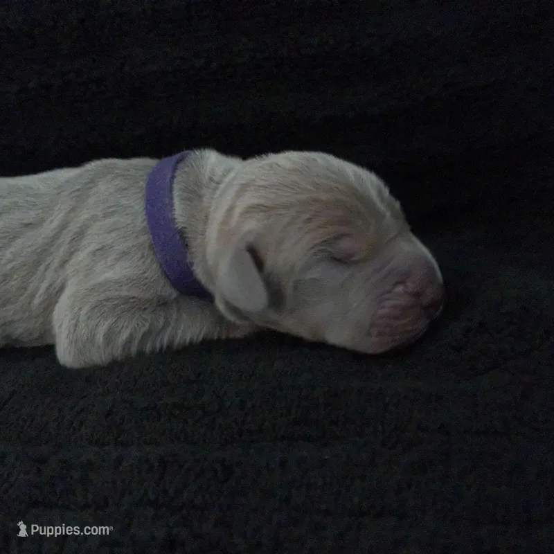 Rhea – Great Dane puppy for sale in Colorado Springs, CO