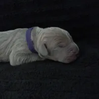 Rhea, a female Great Dane for sale in Colorado Springs, CO – Photo 1 of 4