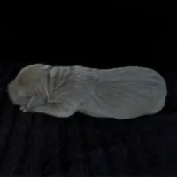 Rhea, a female Great Dane for sale in Colorado Springs, CO – Photo 4 of 4