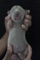 Rhea, a female Great Dane for sale in Colorado Springs, CO – Photo 2 of 4