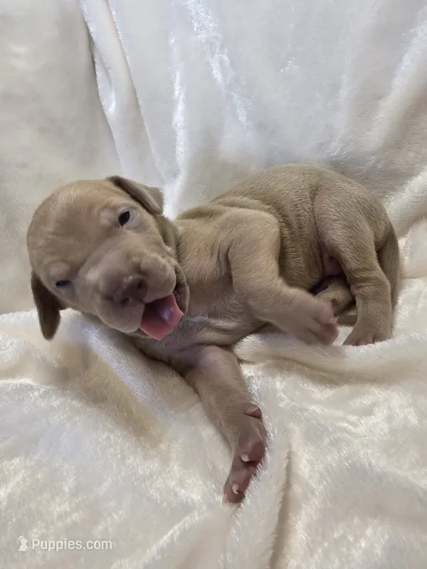 Stevie – Great Dane puppy for sale in Colorado Springs, CO