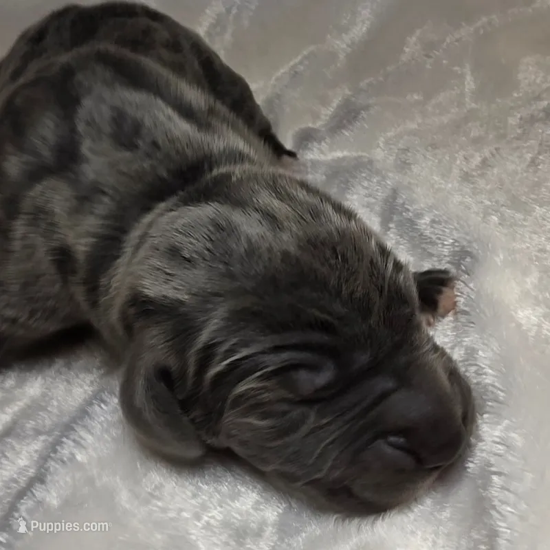 Adelaide – Great Dane puppy for sale in Colorado Springs, CO
