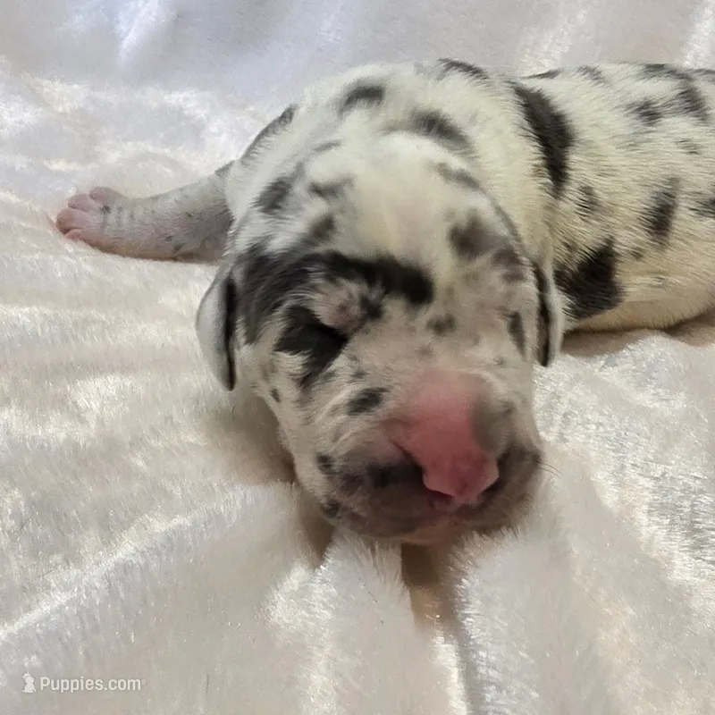 Simone – Great Dane puppy for sale in Colorado Springs, CO