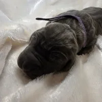 Maya, a female Great Dane for sale in Colorado Springs, CO – 3 of 3