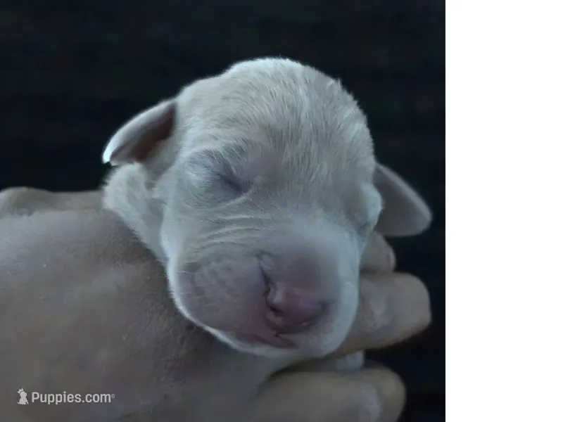 Eros – Great Dane puppy for sale in Colorado Springs, CO