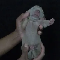 Eros, a female Great Dane for sale in Colorado Springs, CO – Photo 2 of 4