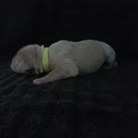 Eros, a female Great Dane for sale in Colorado Springs, CO – Photo 3 of 4