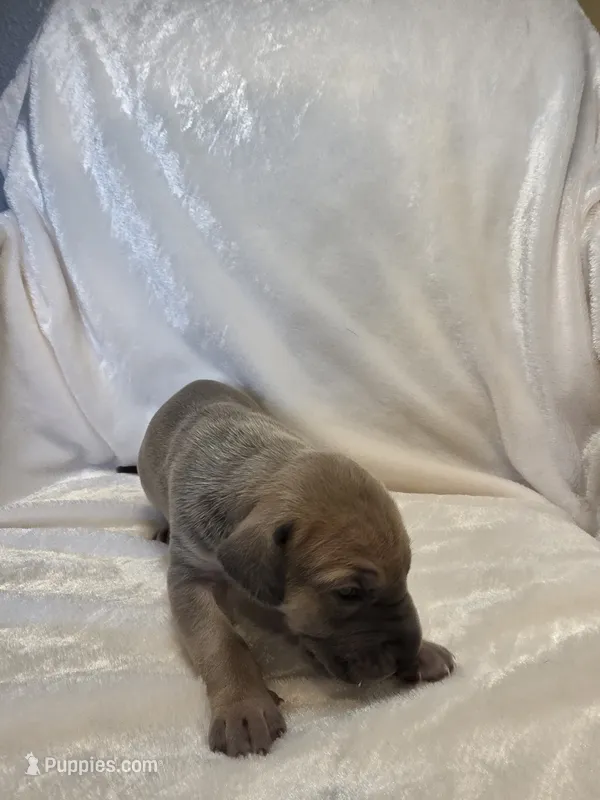 Gladys – Great Dane puppy for sale in Colorado Springs, CO