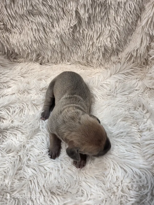 Gladys – Great Dane puppy for sale in Colorado Springs, CO