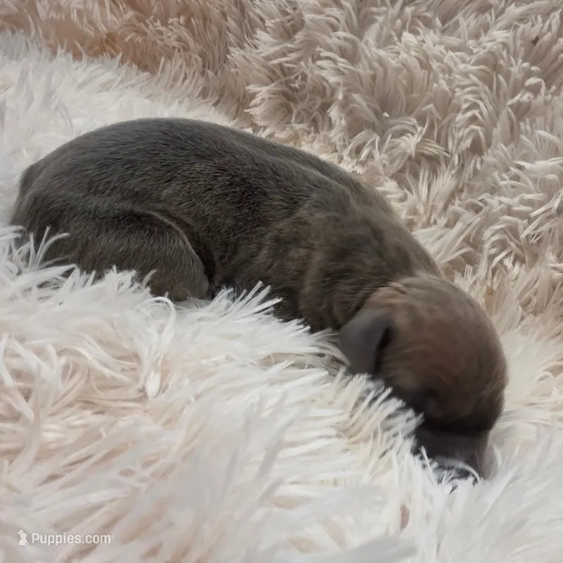 Smokey – Great Dane puppy for sale in Colorado Springs, CO