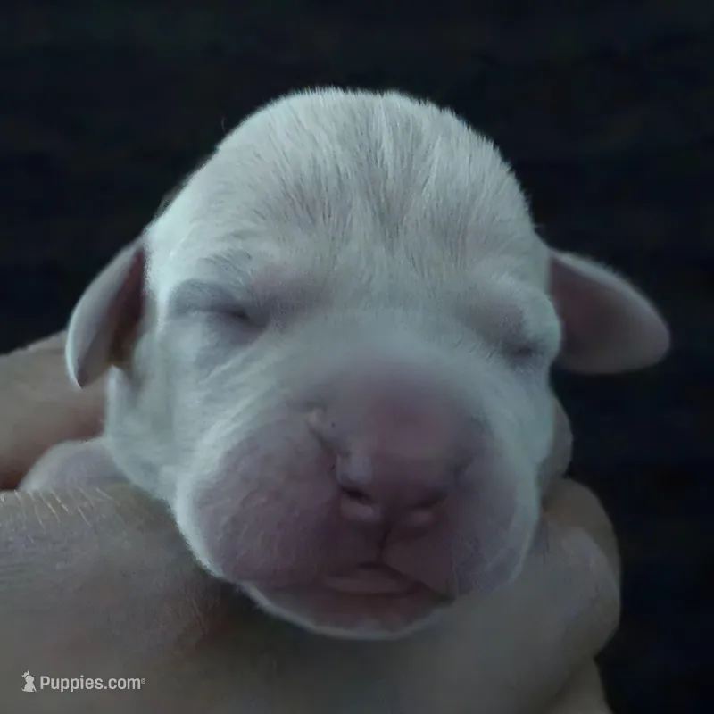 Thalia – Great Dane puppy for sale in Colorado Springs, CO