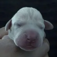 Thalia, a female Great Dane for sale in Colorado Springs, CO – Photo 1 of 4