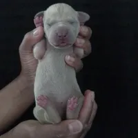 Thalia, a female Great Dane for sale in Colorado Springs, CO – Photo 2 of 4